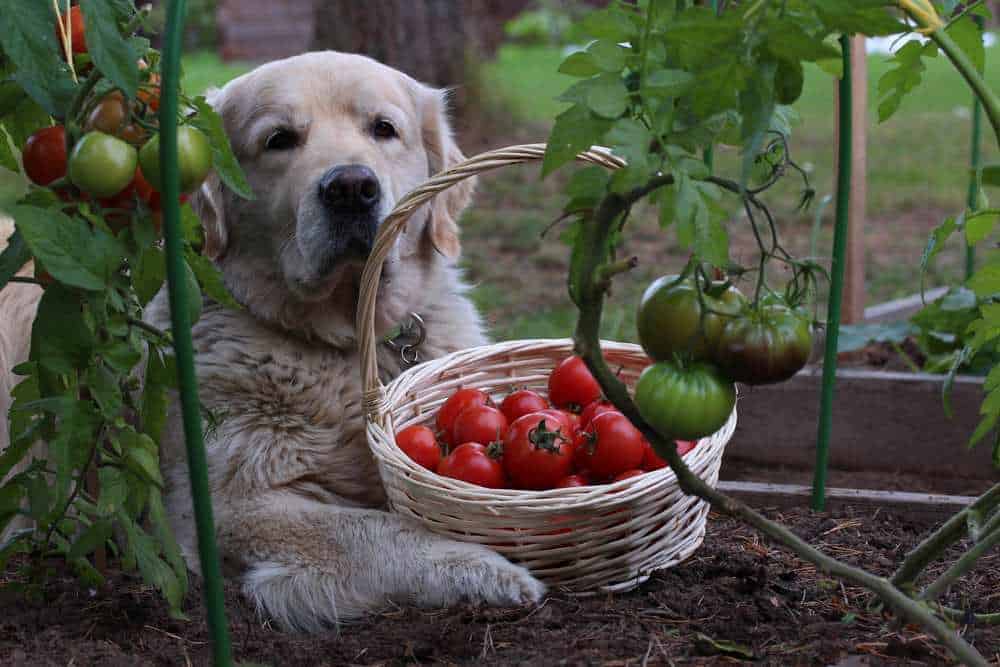 ¿Los perros pueden comer salsa de tomate? Guía completa y actualizada 2026