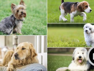 Las diez mejores razas de perros para los niños