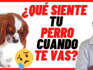 Ansiedad en perros causas síntomas y soluciones