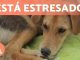 Cómo detectar y tratar el estrés en perros