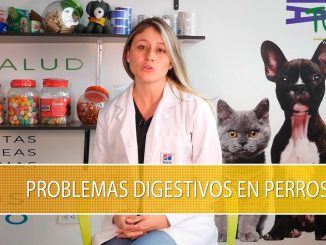 Detectar Problemas Digestivos en Perros Mayores: Signos Comunes