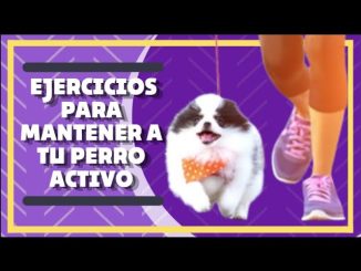 Ejercicios para Mantener Activo a tu Perro Mayor
