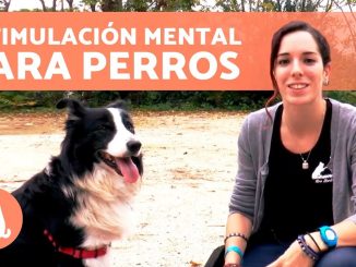 Actividades para Mantener la Mente de tu Perro Mayor Activa