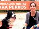 Actividades para Mantener la Mente de tu Perro Mayor Activa