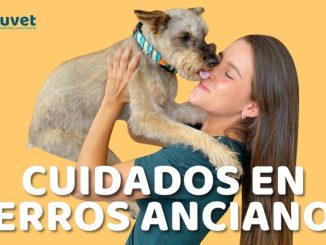 Cómo Mantener a tu Perro Mayor Activo y Saludable
