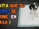 Consejos para Evitar Accidentes en Casa con Perros Senior