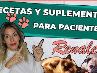 Consejos para Perros Mayores con Problemas Renales