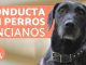 Errores Comunes en el Cuidado de Perros Mayores: Lo Que Debes Evitar