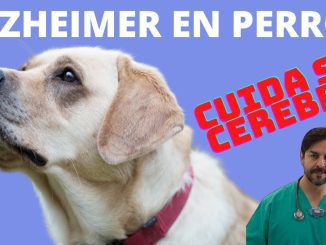 Perros Mayores con Demencia: Qué Signos Buscar y Cómo Ayudar